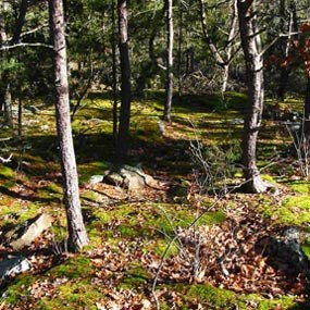 plants in the Appalachian Flatrock Community plants in the Appalachian Flatrock Community