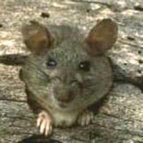 Allegheny Woodrat Allegheny Woodrat