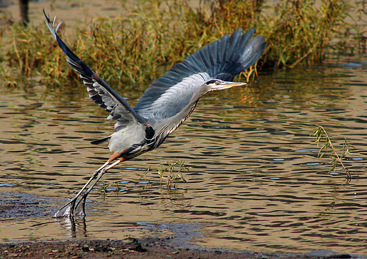 great blue heron in flight