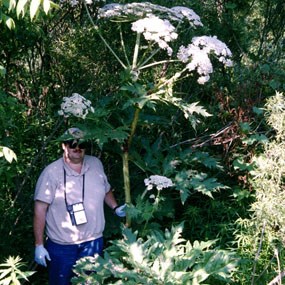 Giant hogweed