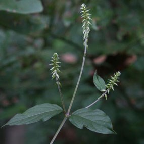 Japanese chaff flower