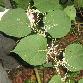 Japanese Knotweed