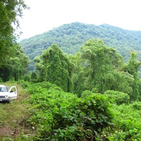 trees covered with kudzu