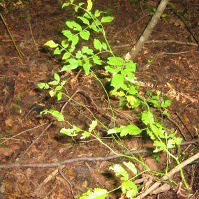 multiflora rose multiflora rose