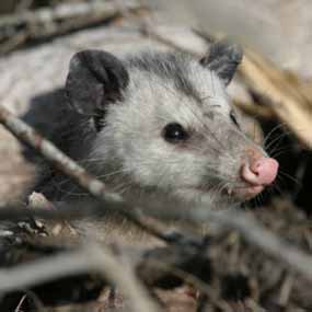 Virginia Opossum - New River Gorge National Park & Preserve (. National  Park Service)