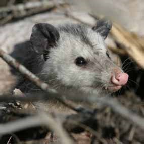 Opossum