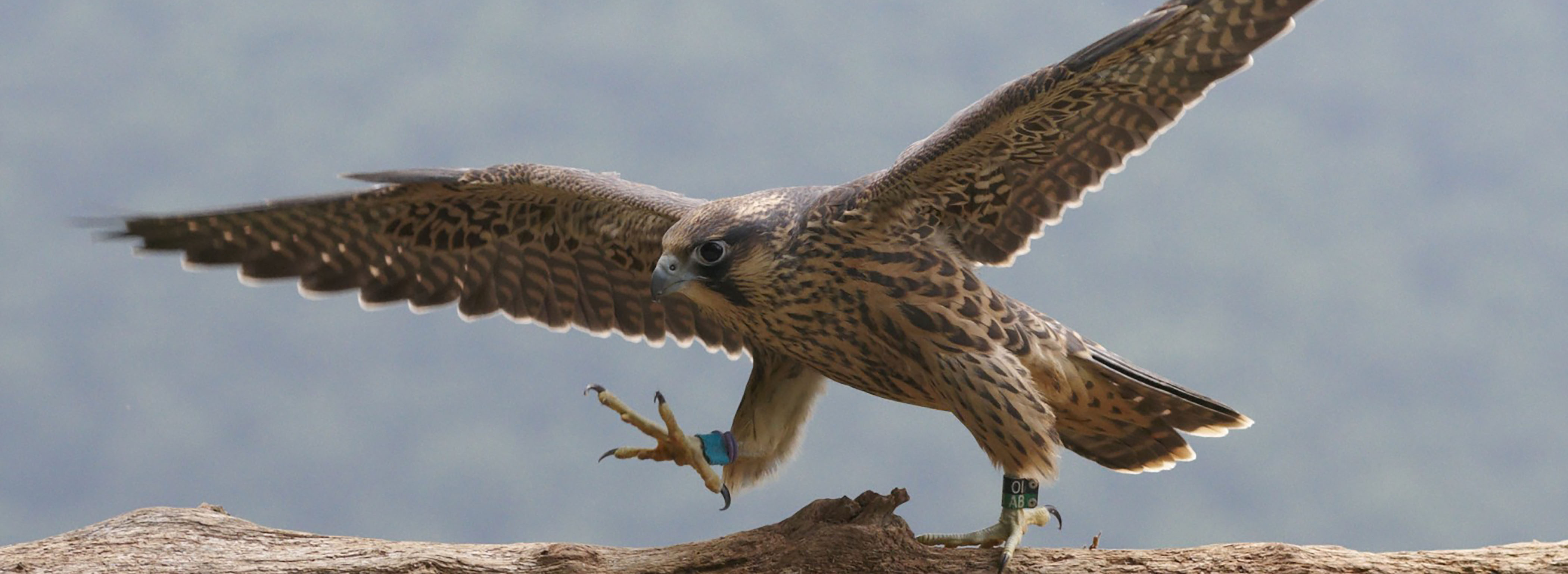 Peregrine Falcon Program New River Gorge National River