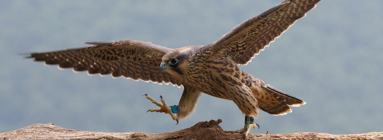 peregrine falcon landing on a branch