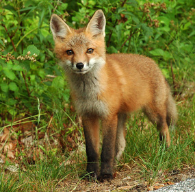 red fox