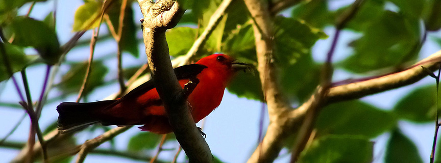 Scarlet Tanager Scarlet Tanager