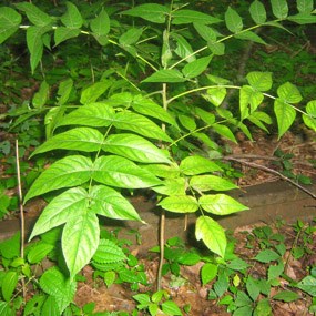 tree of heaven tree of heaven