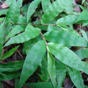 Wavyleaf basketgrass