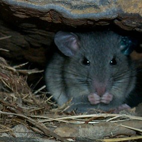 Allegheny Woodrat 2 Allegheny Woodrat