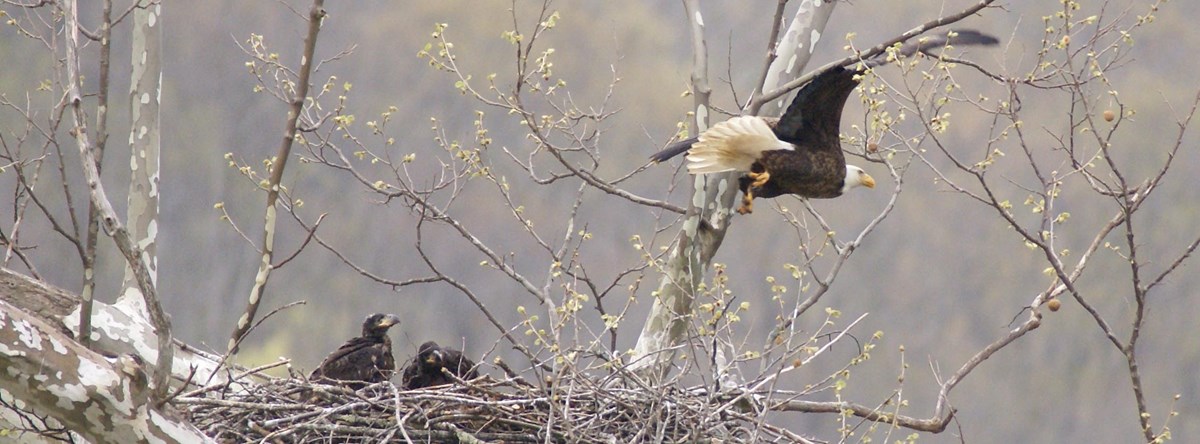 Bald Eagles New River Gorge National River U S National