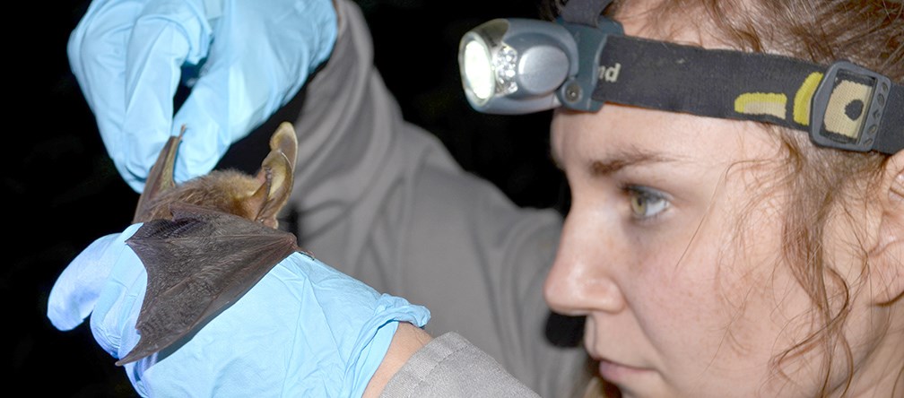 resource manager examines a bat