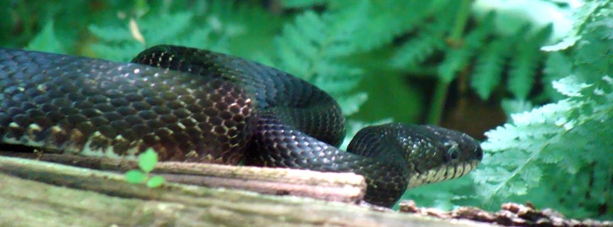 black rat snake black rat snake