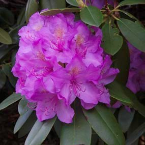 catawba rhododendron