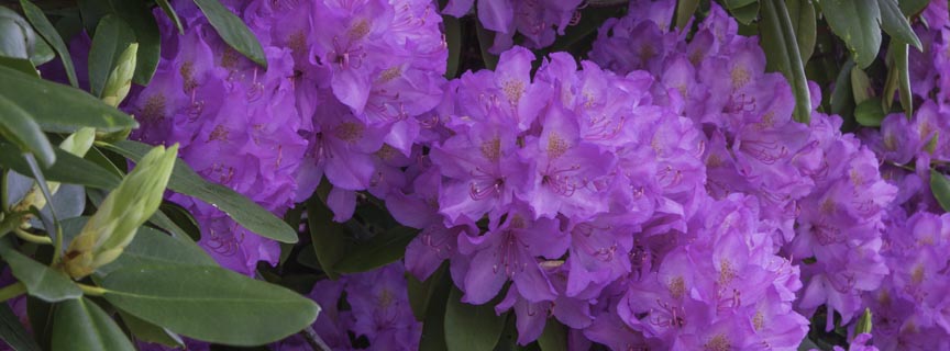 catawba rhododendron catawba rhododendron
