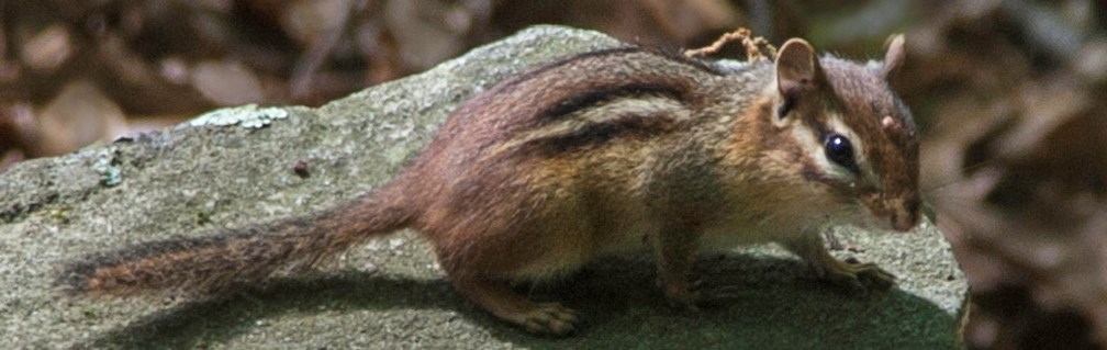 chipmunk