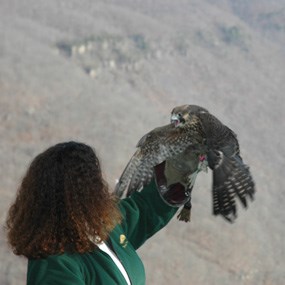 releasing a rehabilitated falcon releasing a rehabilitated falcon