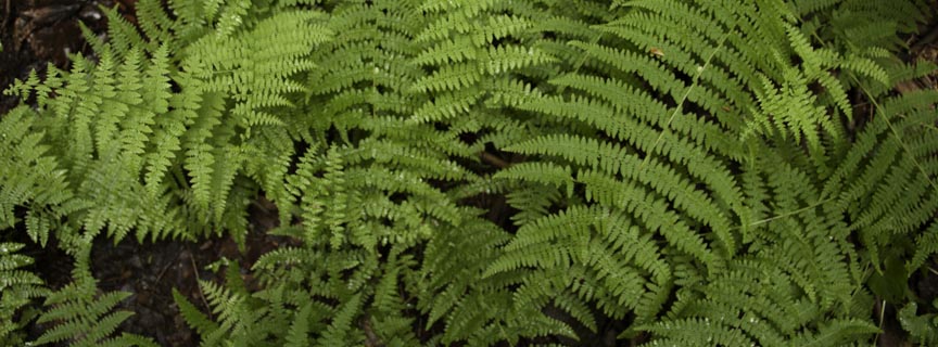 ferns ferns