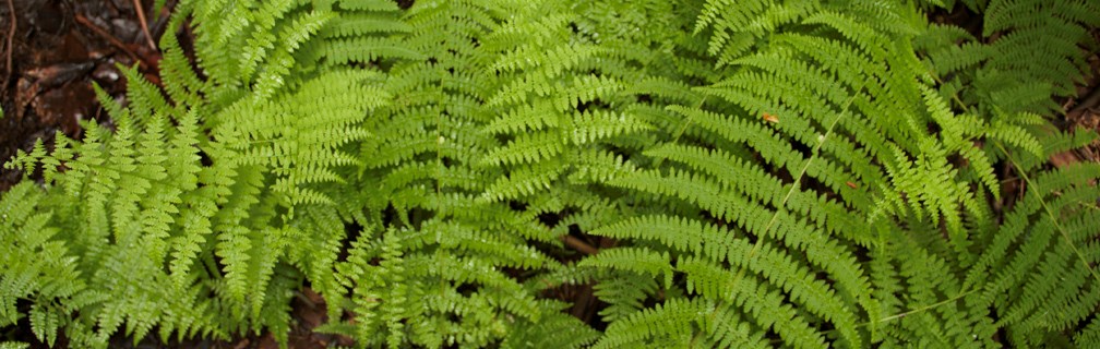 ferns