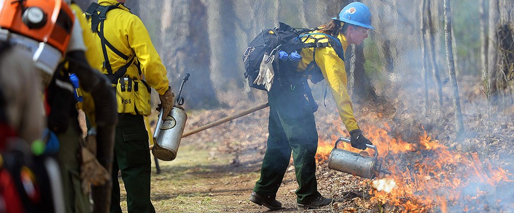 firefighter ignites a prescribed burn