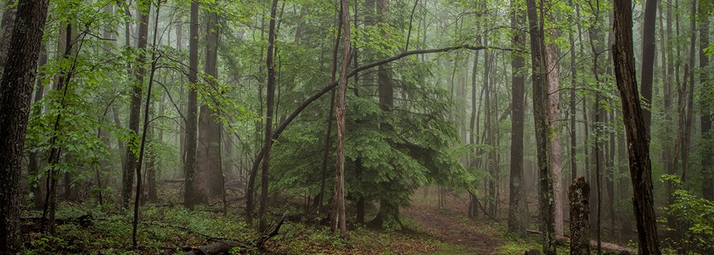 forest