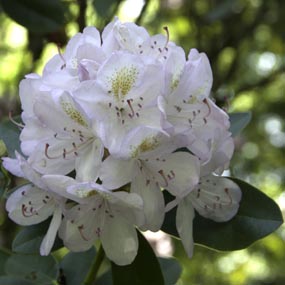Rhododendrons - New River Gorge National Park & Preserve (U.S. National  Park Service)
