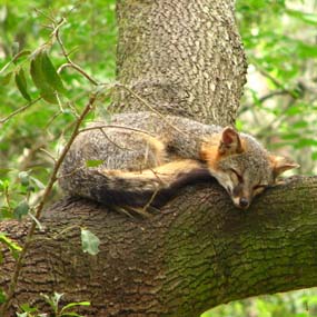 gray fox gray fox