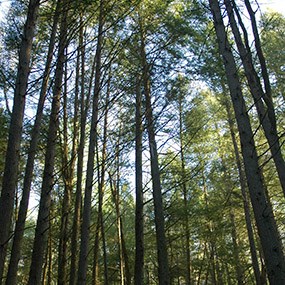 looking up into the tree canopy