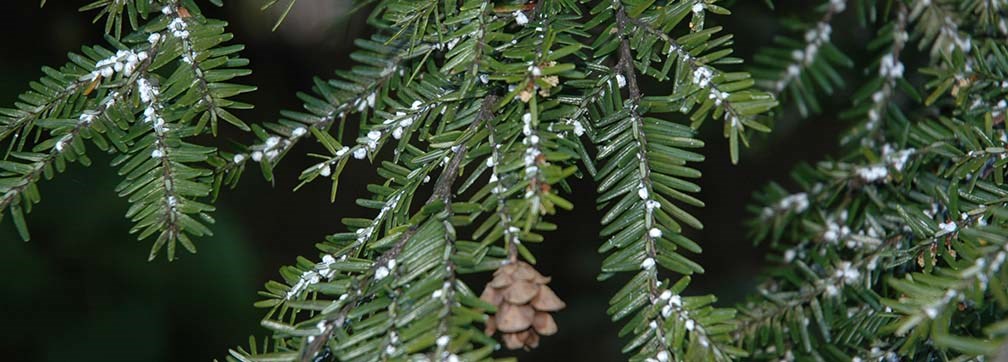 pine needles with white, woolly substance