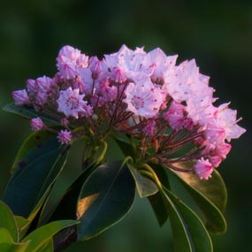 mountain laurel