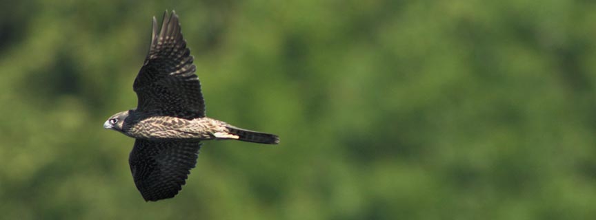 peregrine falcon in flight peregrine falcon in flight