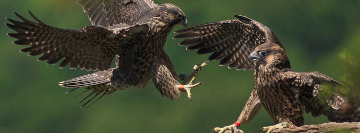 peregrine falcons peregrine falcons