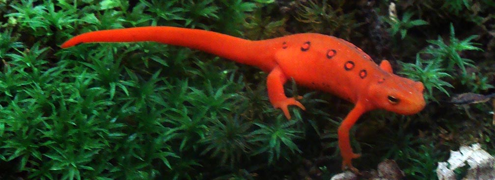 red salamander with black spots