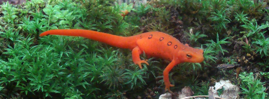 red eft red eft