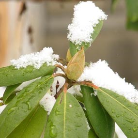 rhododendron with snow