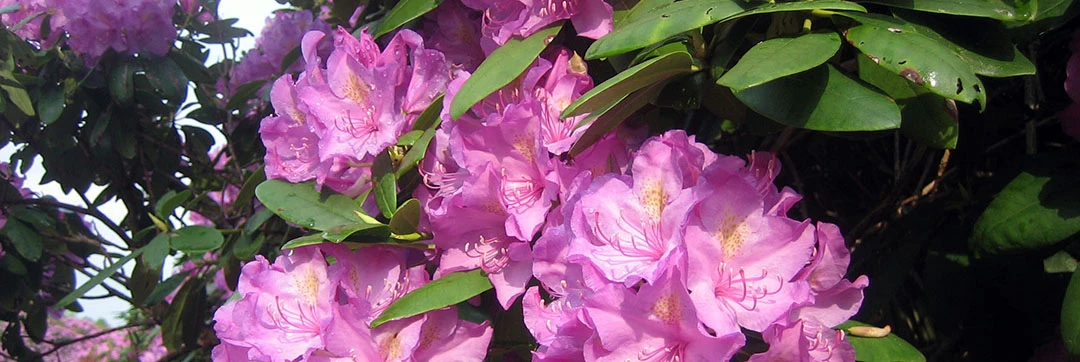 large purple rhododendron flowers large purple rhododendron flowers
