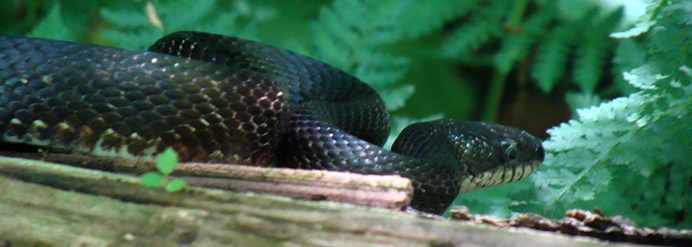 black snake on a log