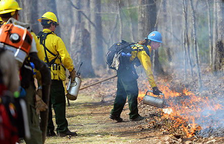 firefighters lighting a prescribed fire