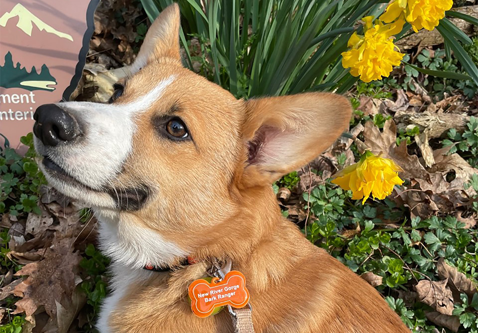 Bark Ranger Swag Dog with bark ranger collar tag
