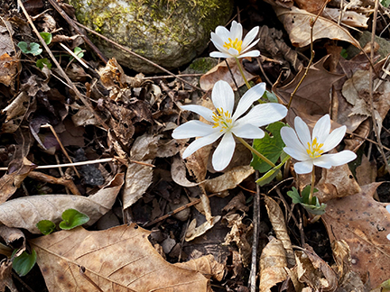 three white wildflowers growing on forest floor