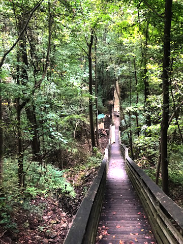 wooden stairs descend into forest