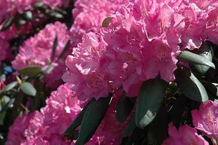pink rhododendron blooms