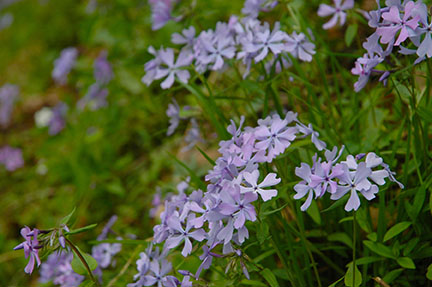 purple wild flowers