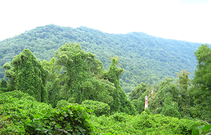 kudzu vines cover a landscape kudzu vines cover a landscape