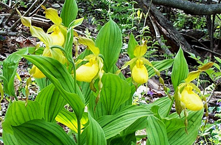 yellow lady slipper