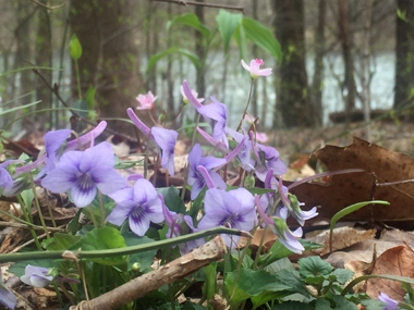 purple flowers purple flowers