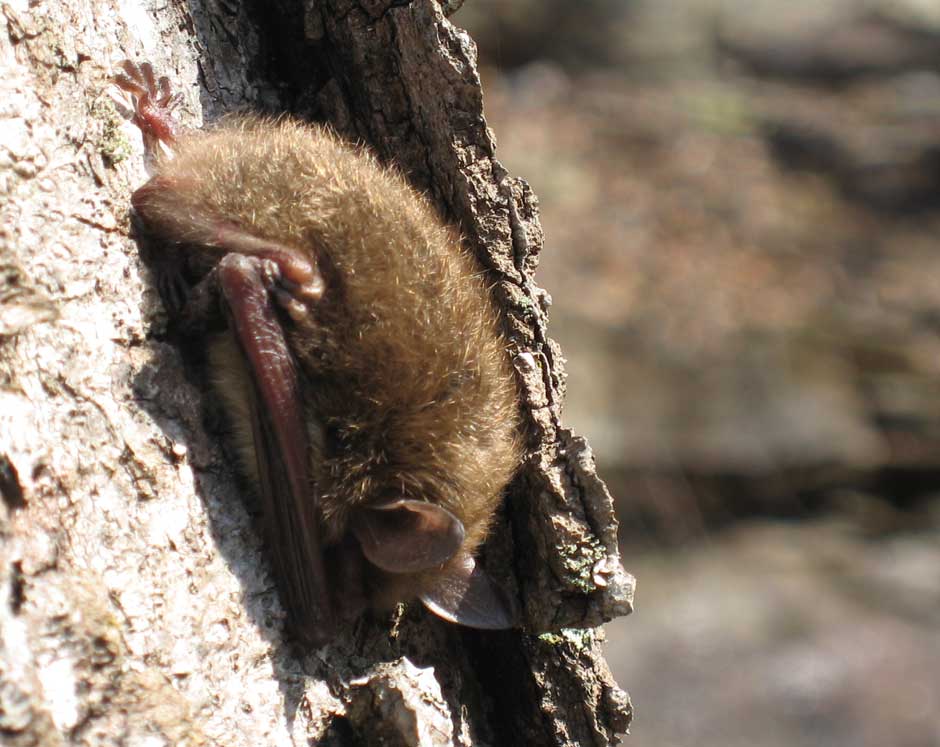 A little brown bat roosting on a tree trunk after exiting a park mine on a winter day.